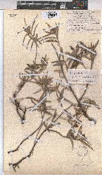 Melhania prostrata image