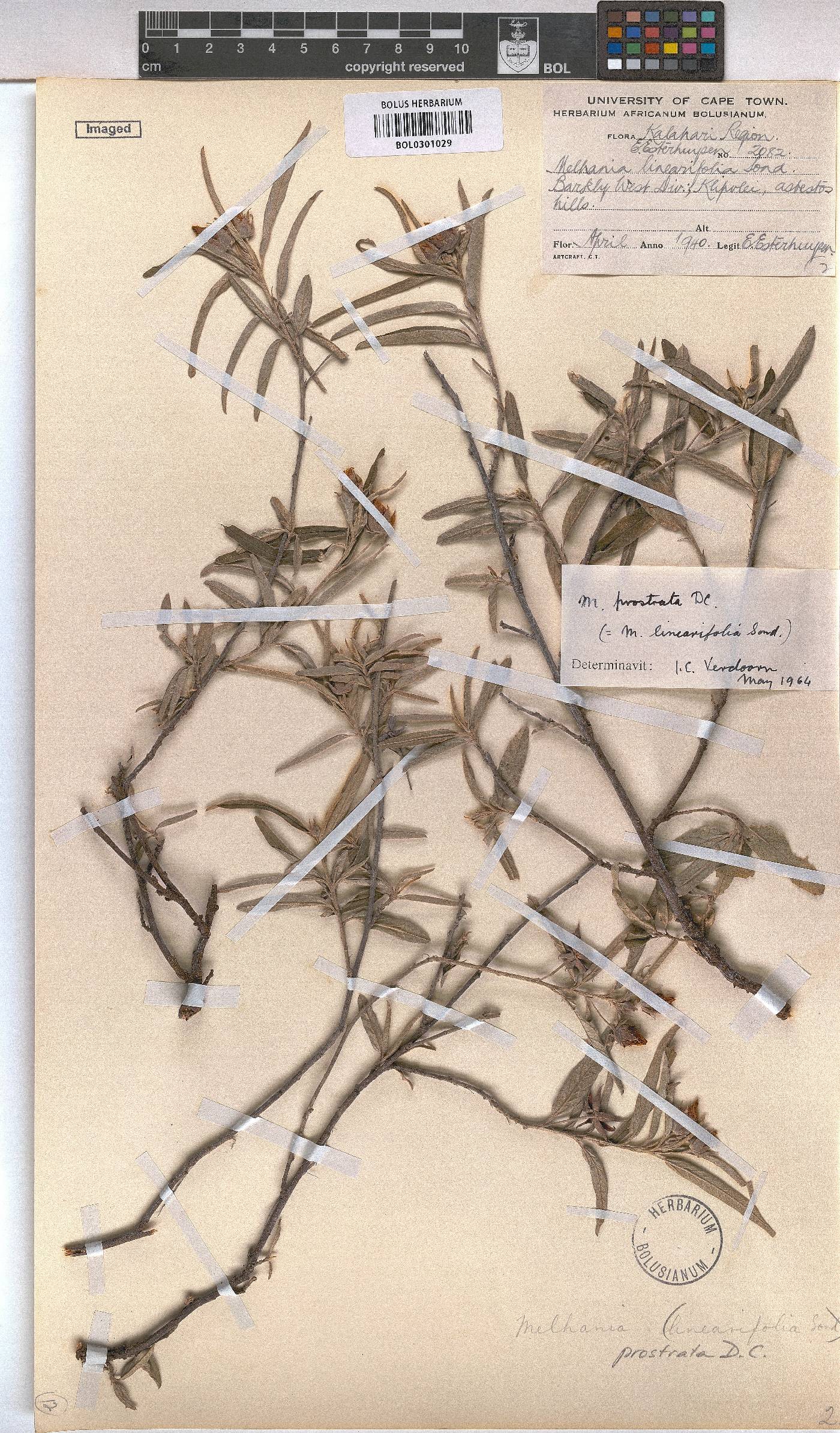 Melhania prostrata image
