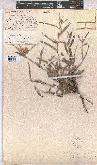 Melhania prostrata image