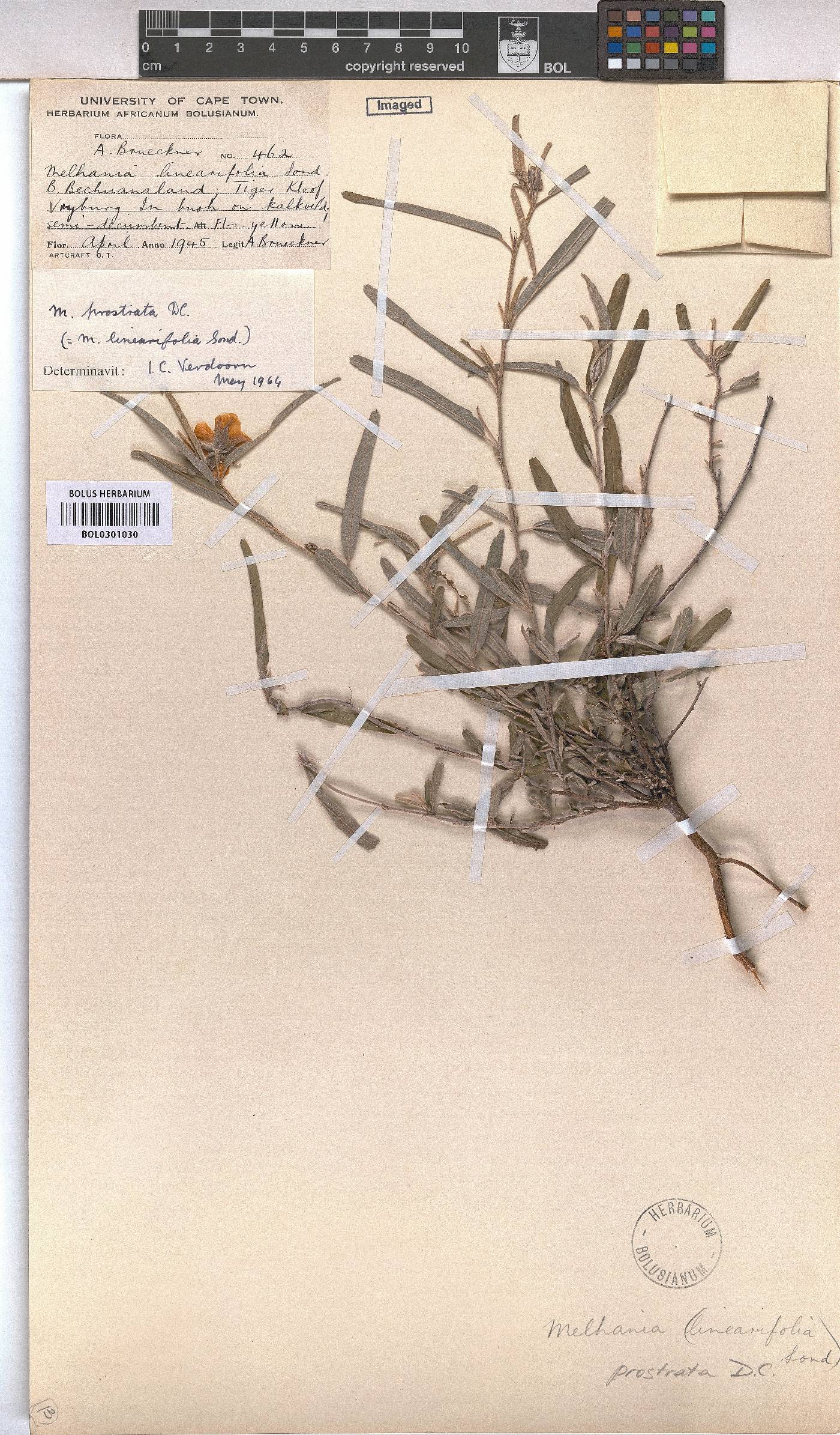 Melhania prostrata image