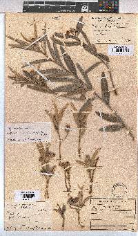 Image of Melhania randii