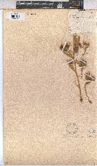 Melhania randii image