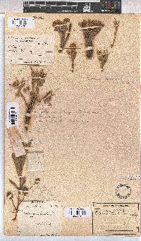 Melhania randii image