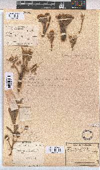 Melhania randii image