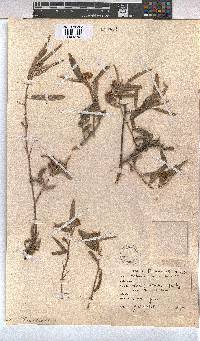 Melhania prostrata image