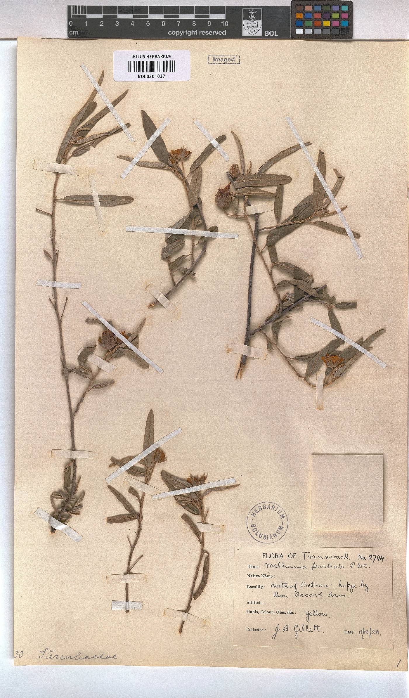 Melhania prostrata image