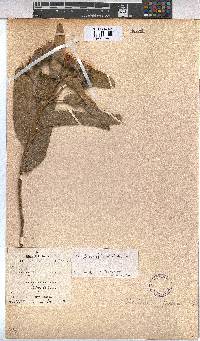 Melhania forbesii image