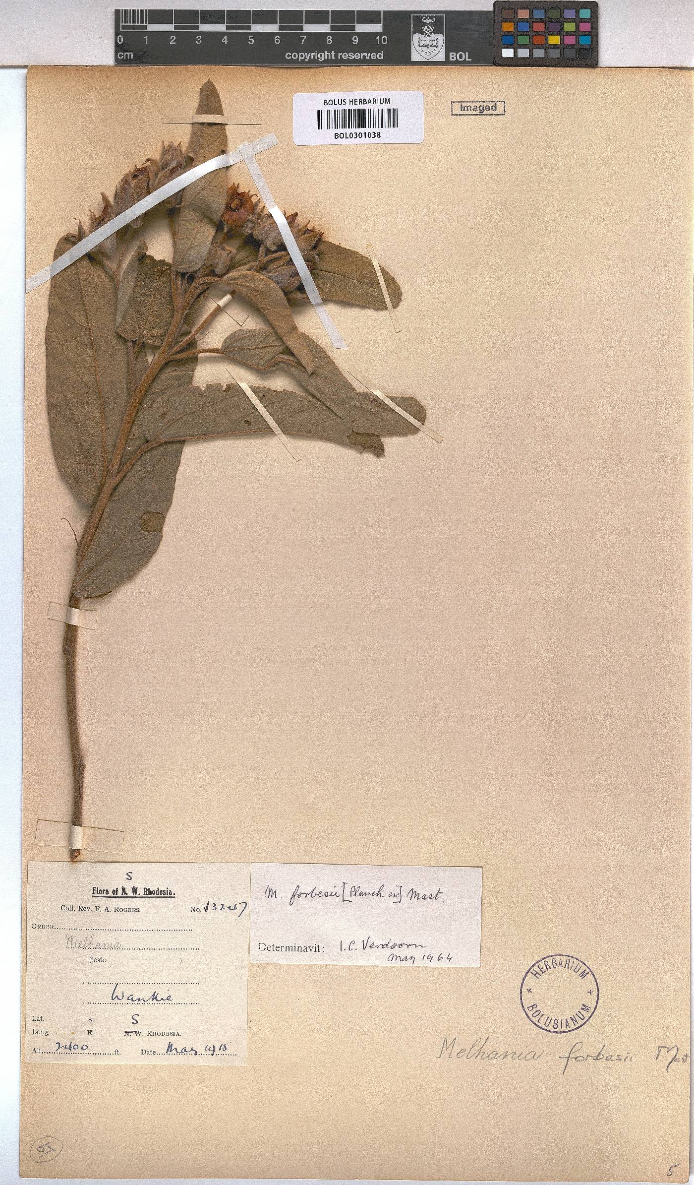 Melhania forbesii image