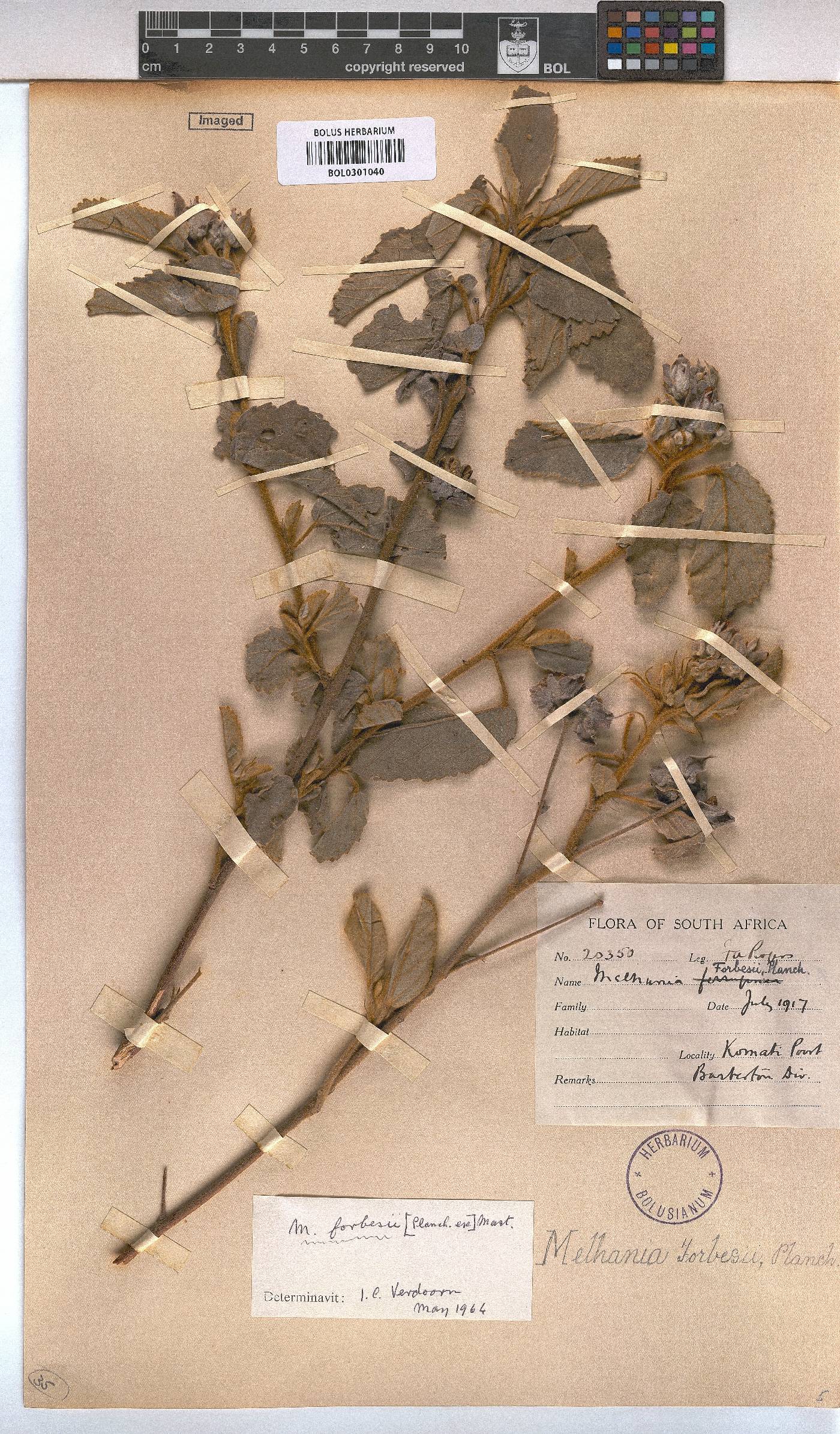 Melhania forbesii image