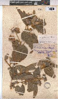 Melhania forbesii image