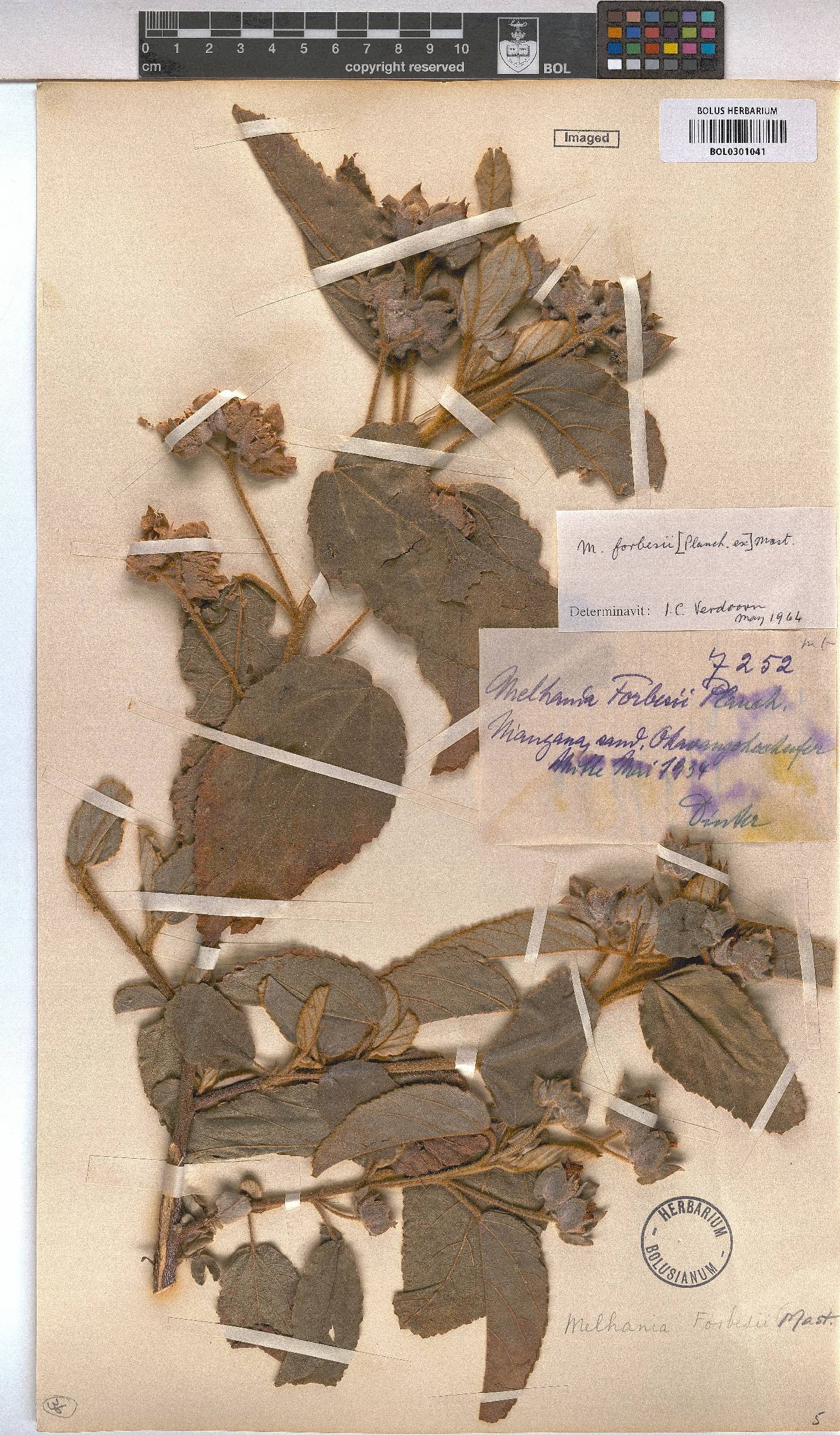 Melhania forbesii image