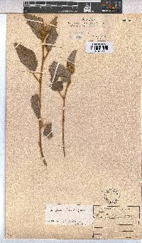 Melhania forbesii image