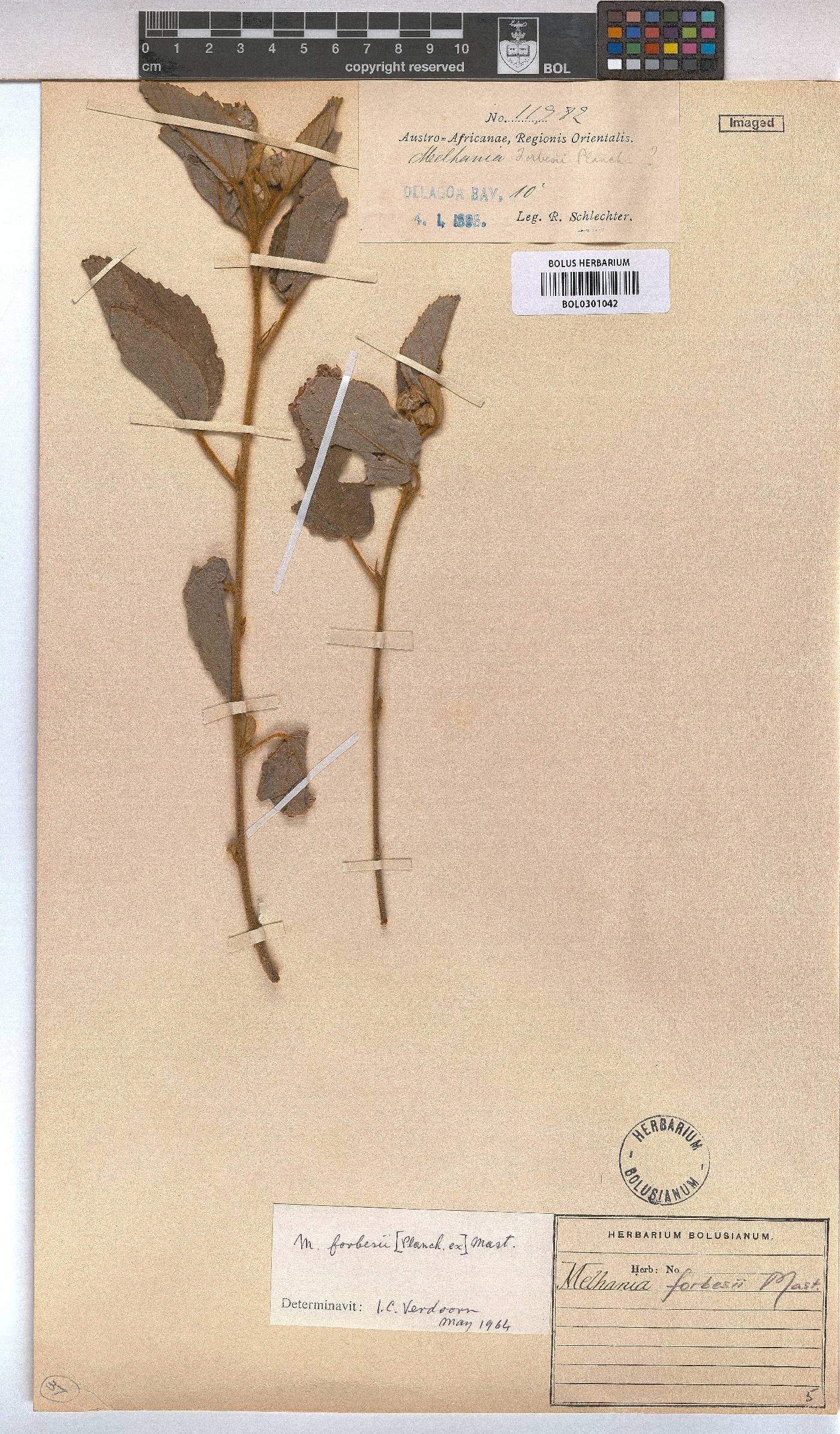 Melhania forbesii image