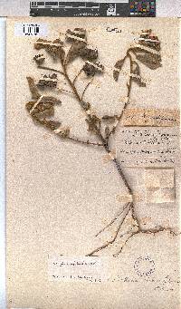 Melhania forbesii image
