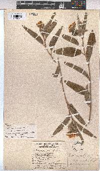 Melhania acuminata var. acuminata image