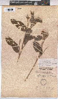Melhania acuminata image