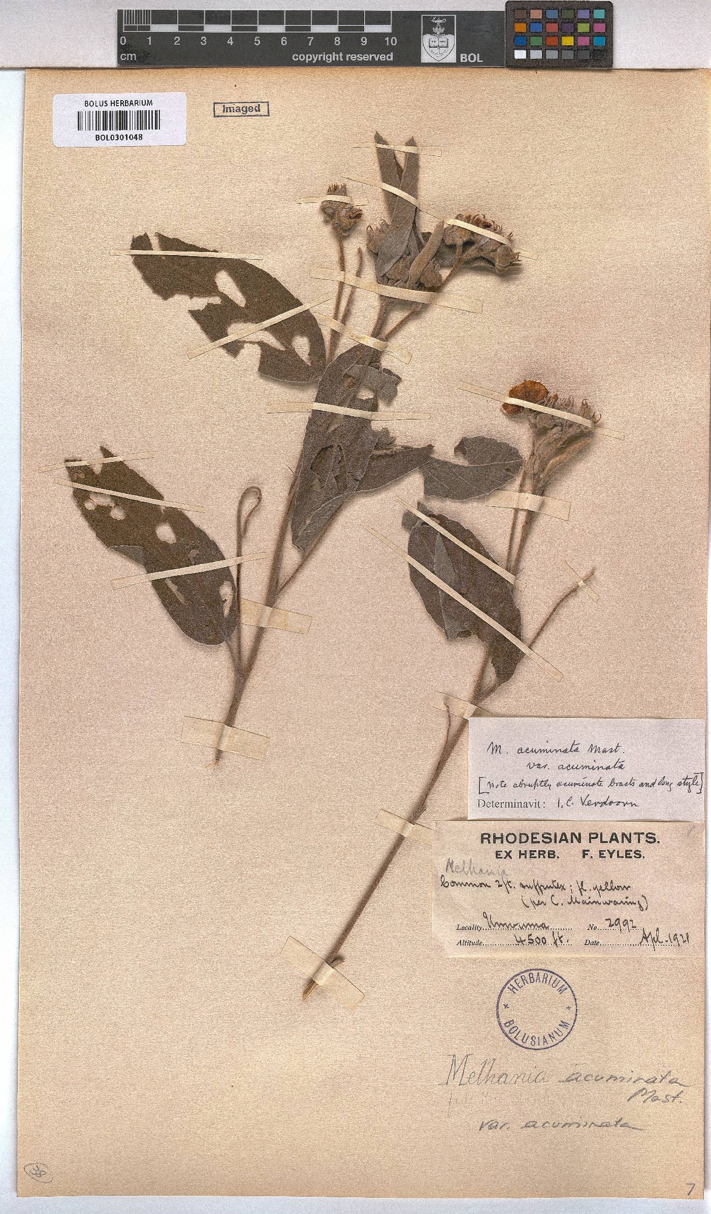 Melhania acuminata var. acuminata image
