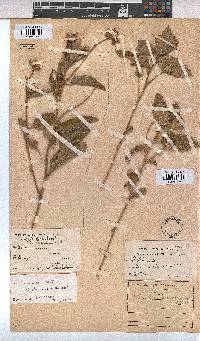 Melhania acuminata var. acuminata image