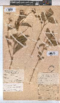Melhania acuminata var. acuminata image