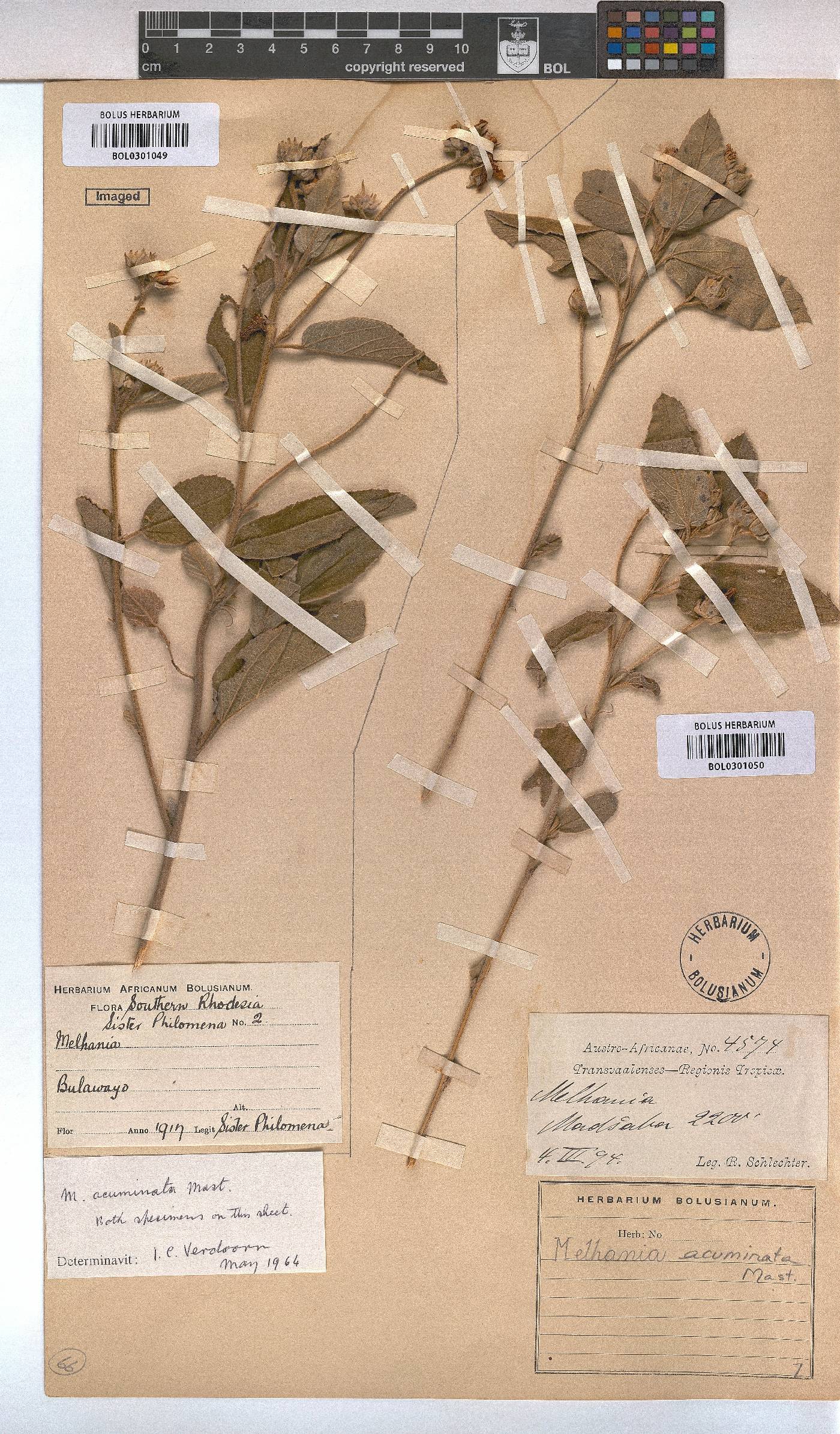 Melhania acuminata image