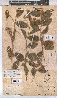 Melhania acuminata var. acuminata image