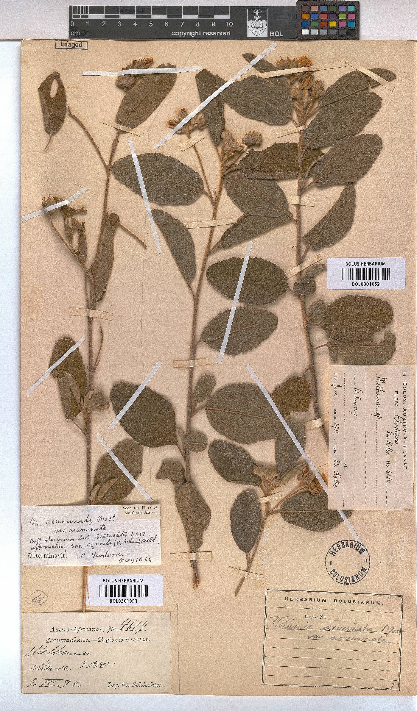 Melhania acuminata var. acuminata image