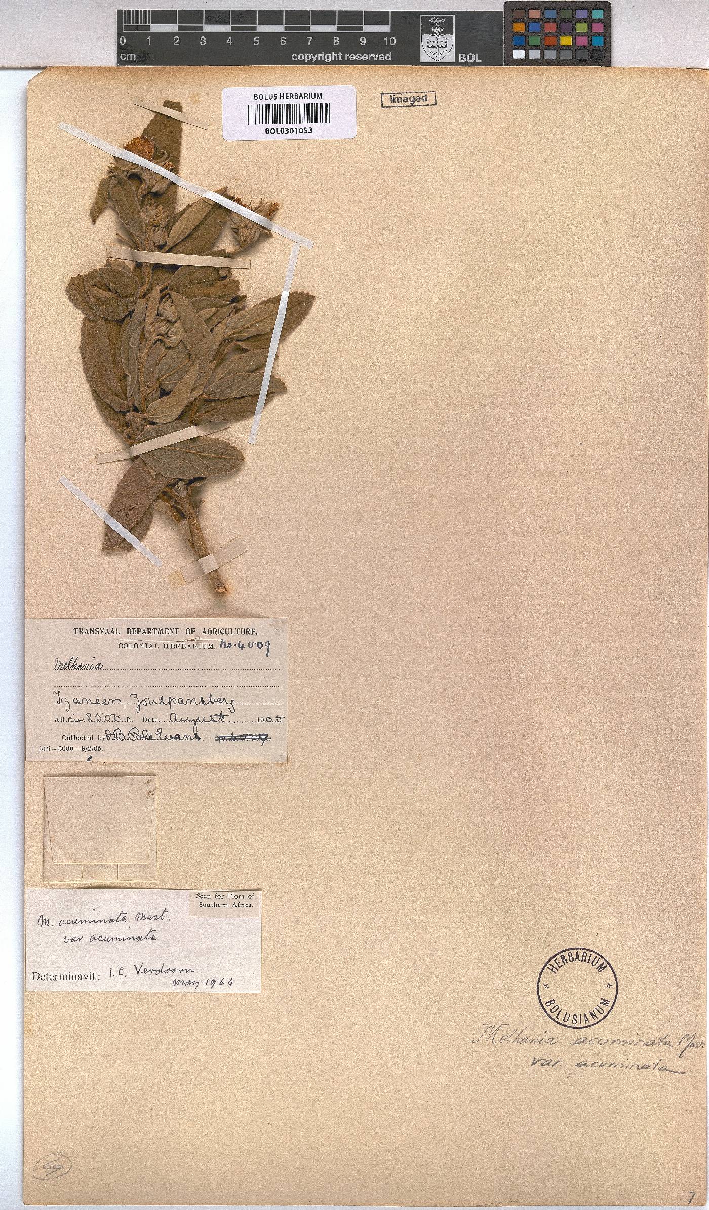 Melhania acuminata image