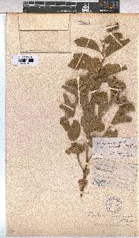 Melhania acuminata var. acuminata image