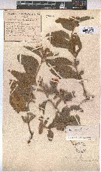 Melhania acuminata var. acuminata image