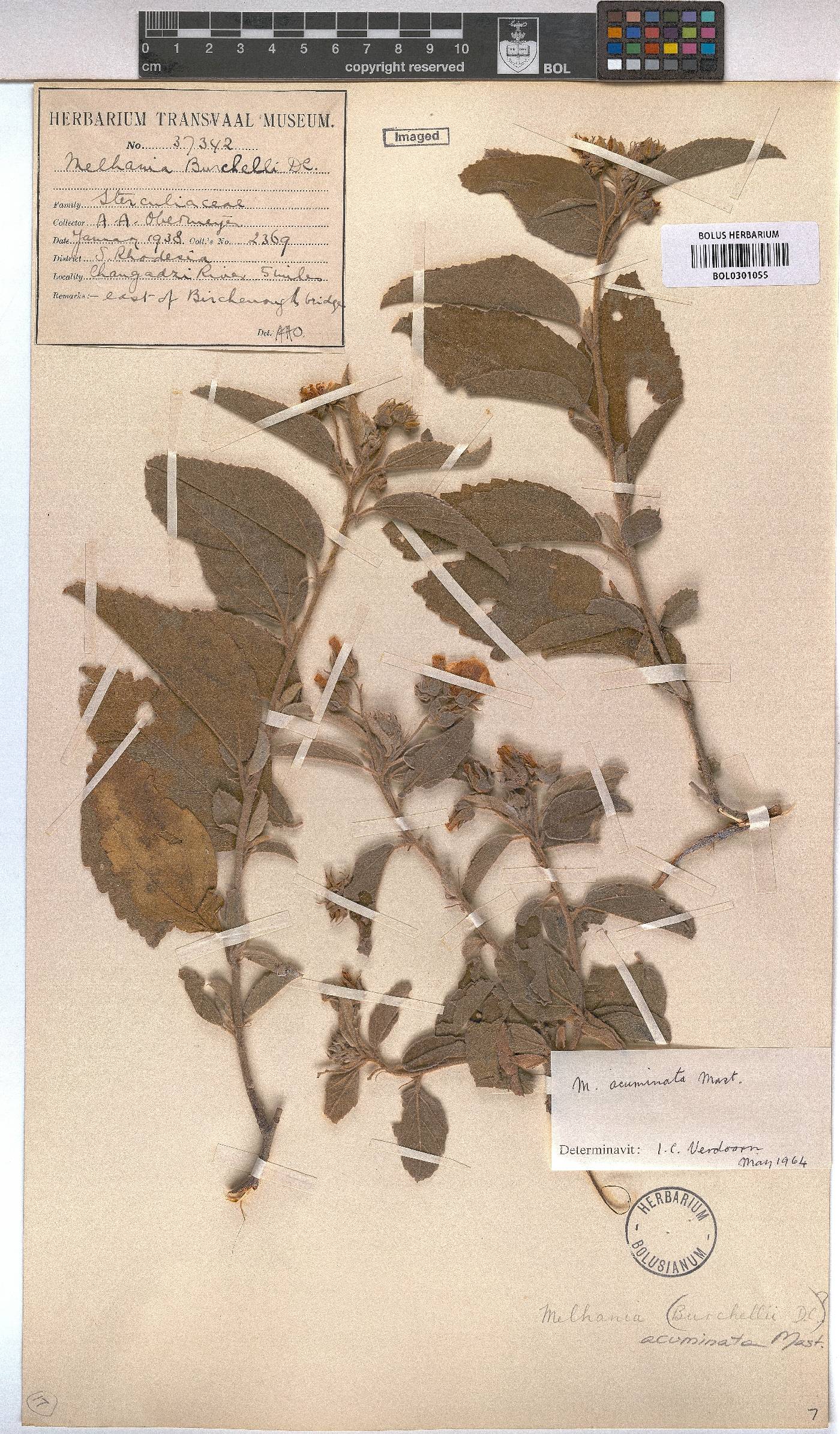 Melhania acuminata var. acuminata image