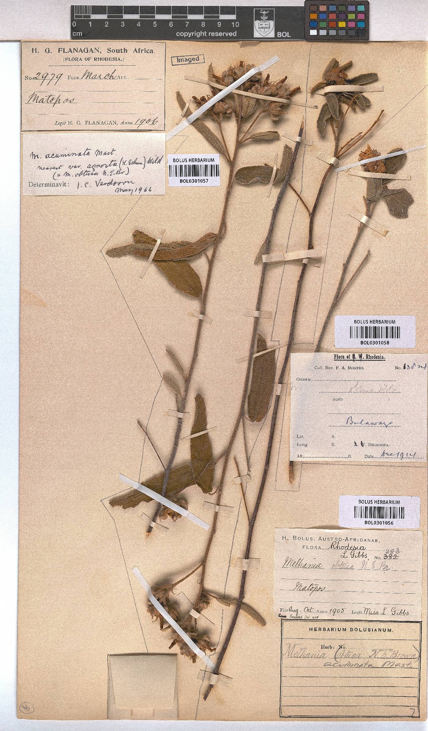Melhania acuminata var. acuminata image