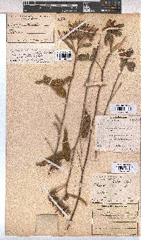 Melhania acuminata var. acuminata image