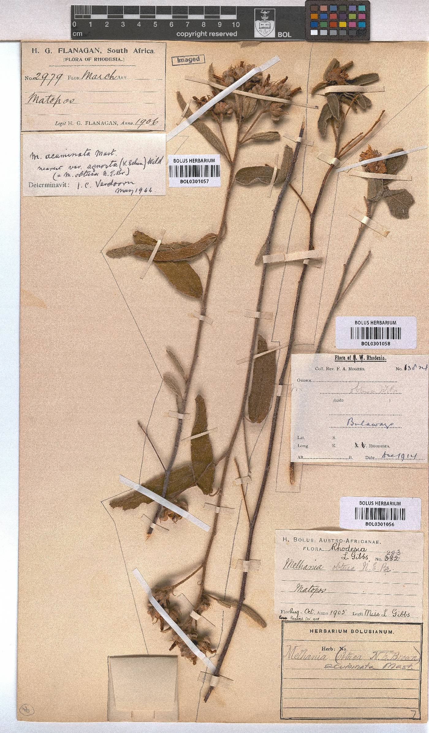 Melhania acuminata var. acuminata image