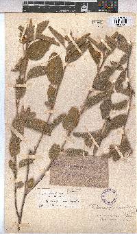 Melhania acuminata var. acuminata image