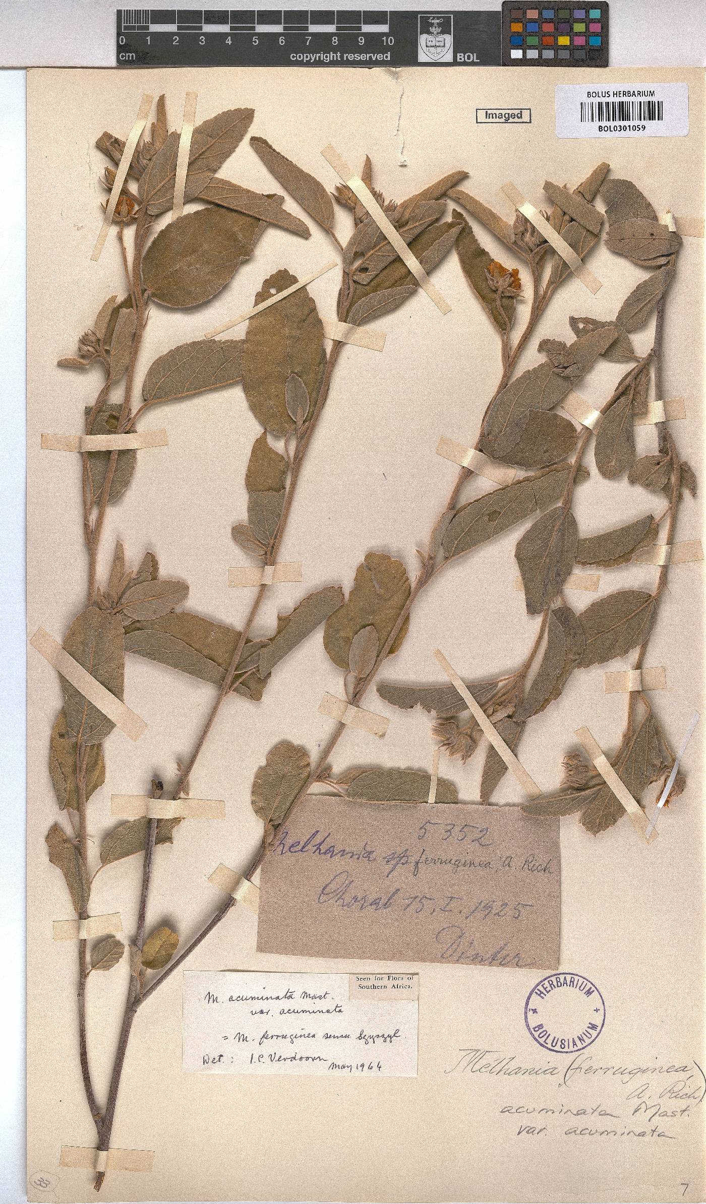 Melhania acuminata var. acuminata image