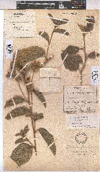 Melhania acuminata var. acuminata image