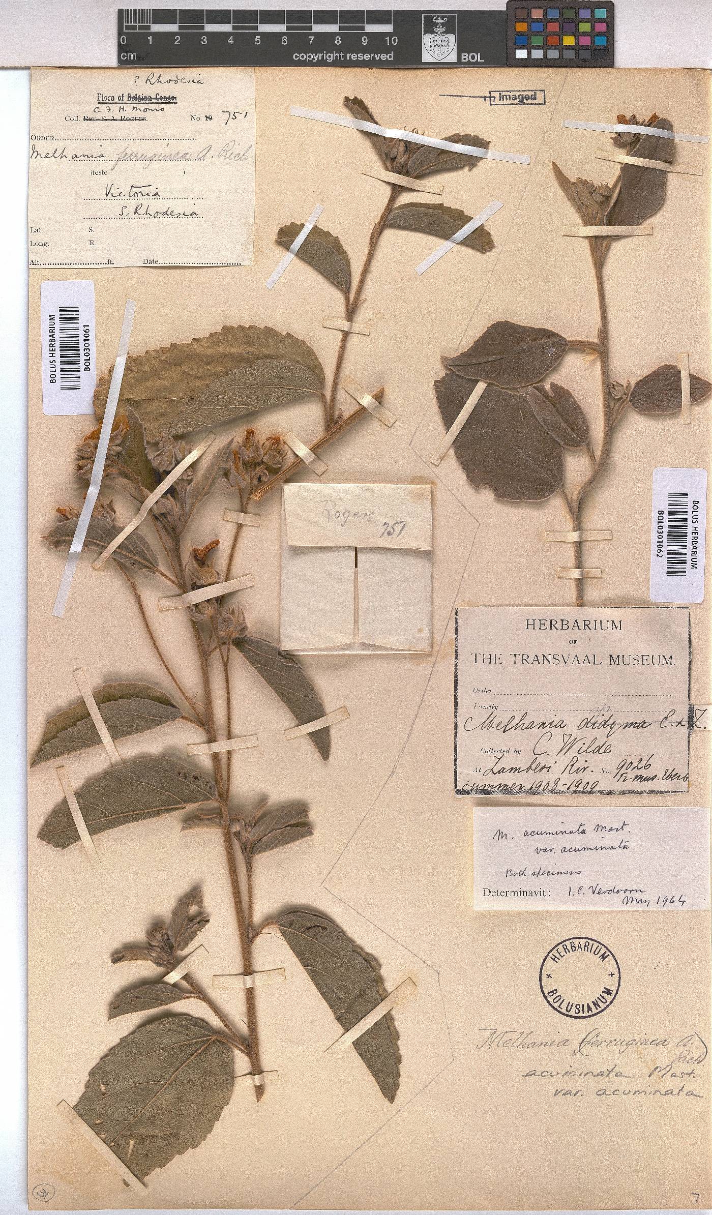 Melhania acuminata var. acuminata image