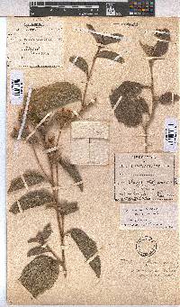 Melhania acuminata var. acuminata image
