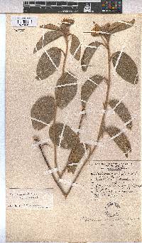 Melhania acuminata var. acuminata image