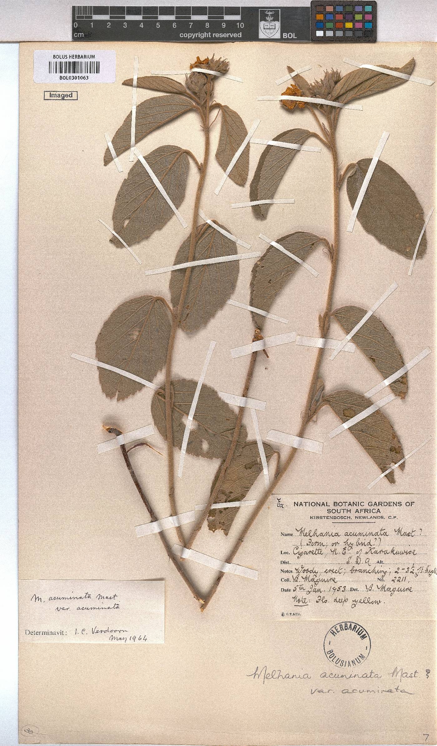 Melhania acuminata var. acuminata image