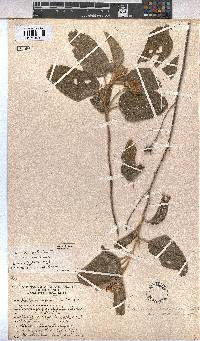 Melhania acuminata var. acuminata image