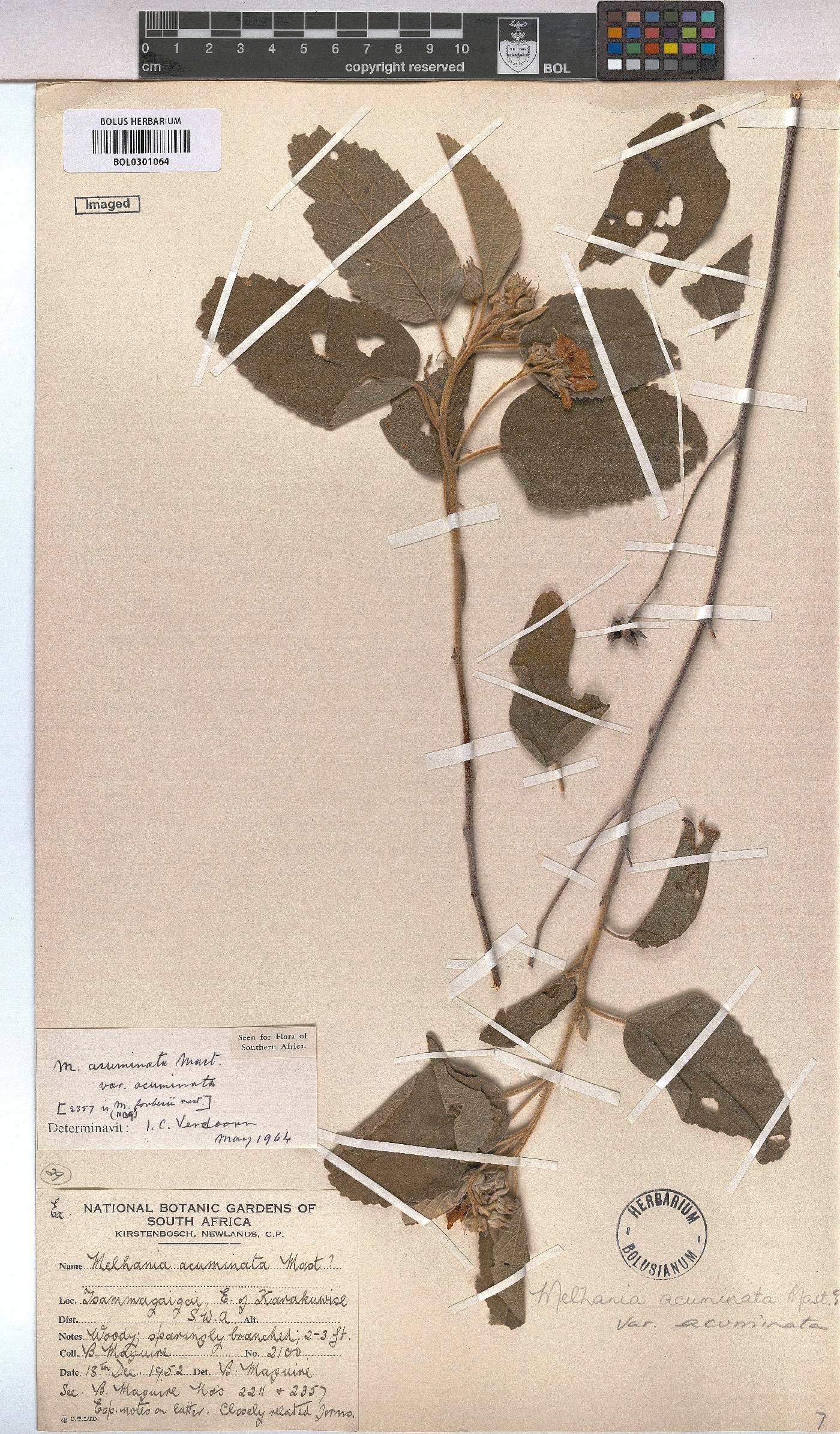 Melhania acuminata image