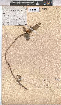 Melhania acuminata var. acuminata image
