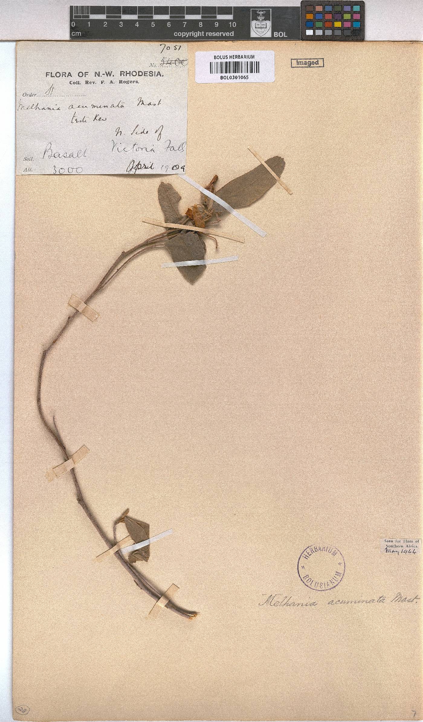 Melhania acuminata var. acuminata image