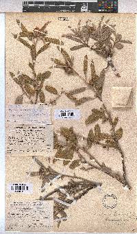 Melhania transvaalensis image