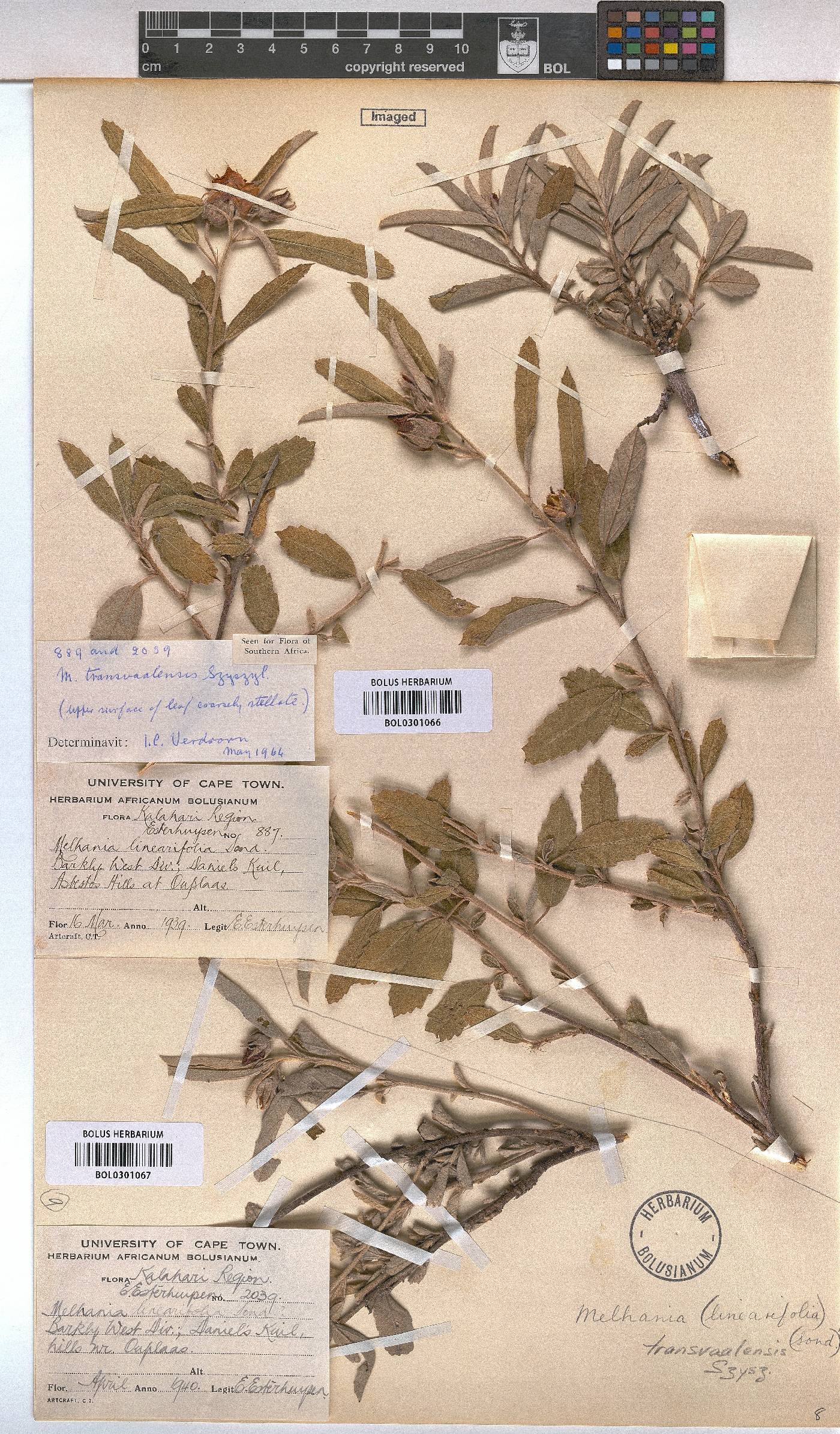 Melhania transvaalensis image