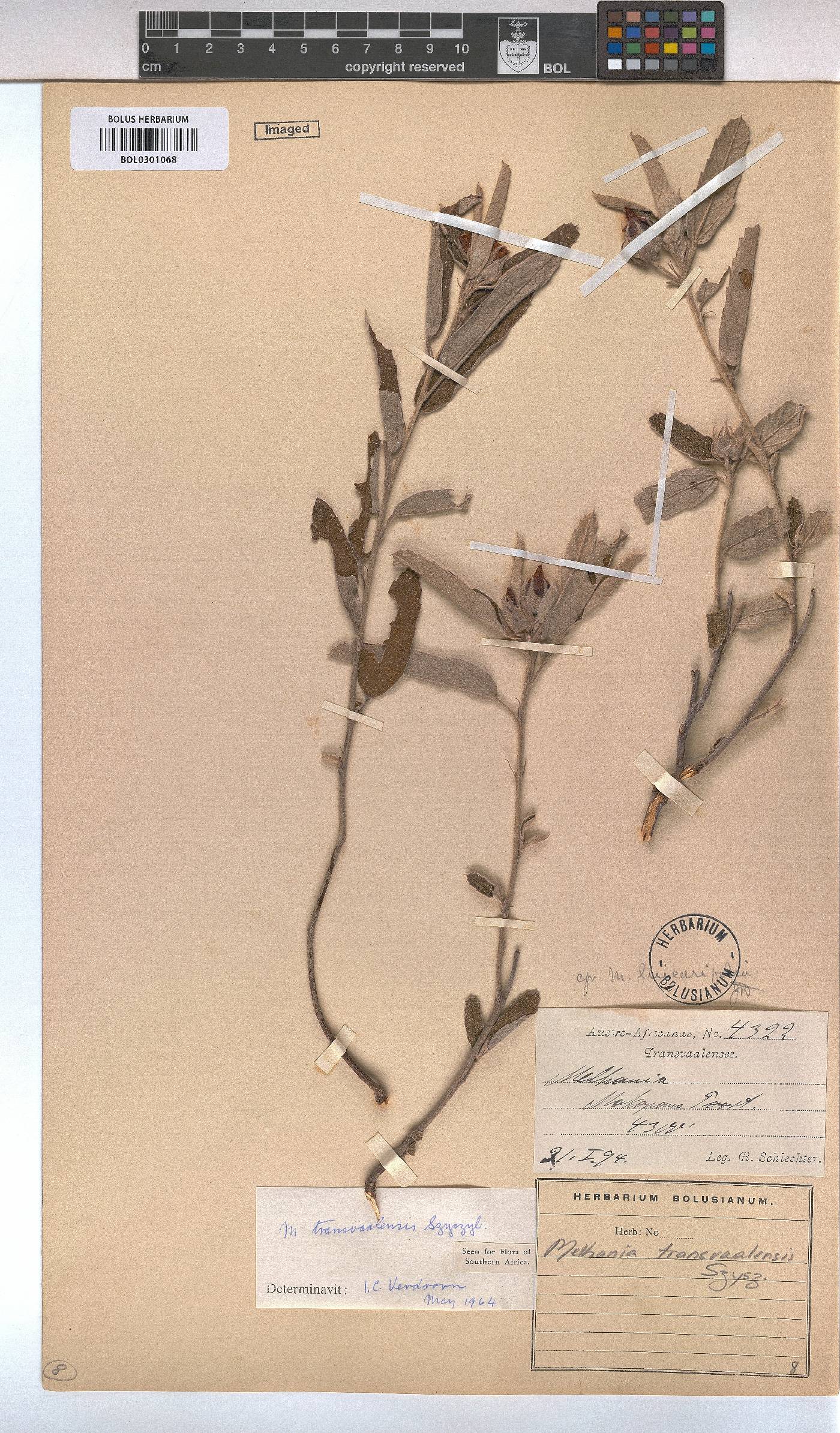 Melhania transvaalensis image