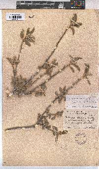 Melhania rehmannii image