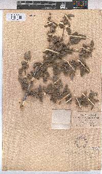 Melhania rehmannii image