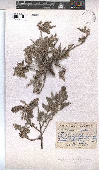 Melhania rehmannii image